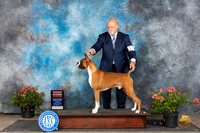 Boxer #11 Sun G2 Judge Karen McFarlane