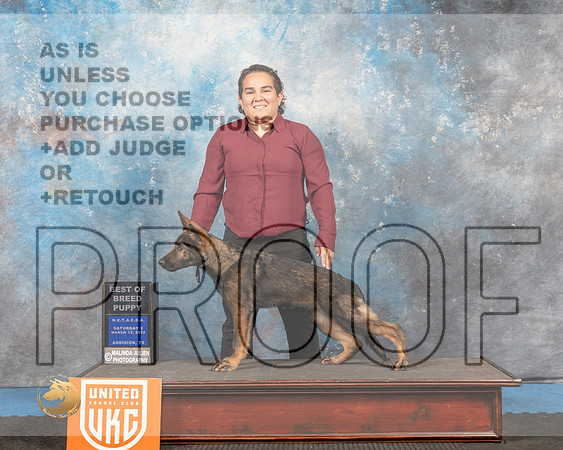 German Shepherd Dog #184 Sat2 Judge Pam Moore_MMJ_6484_Addison2022_HR3