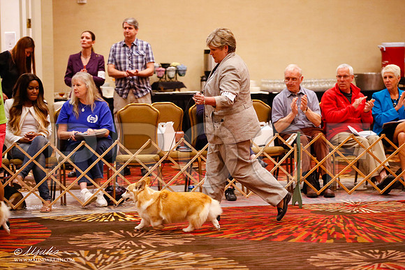 _JJ_0837-HstnCorgiFeb2015-HR3