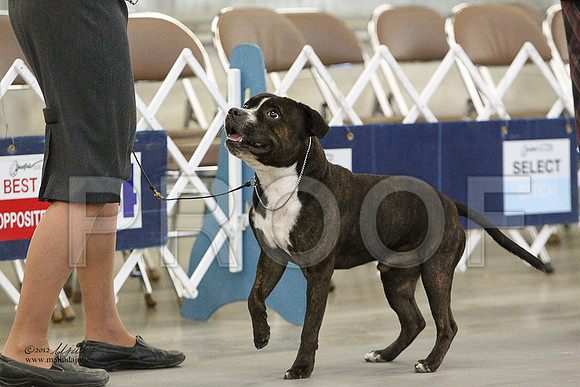 AmStaff-1122