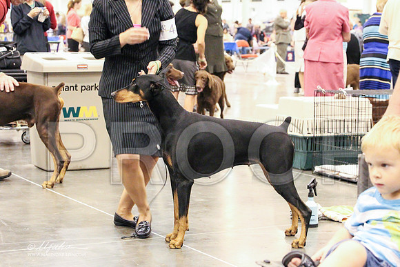 Dobe-0218 PROOF