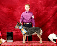 Australian Cattle Dog Sun S2 New Ch Mari Bailey