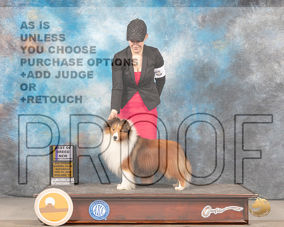Shetland Sheepdog #5 Sat BOB Judge Judy BrownMMJ_4120_Mdlnd2022_HR3