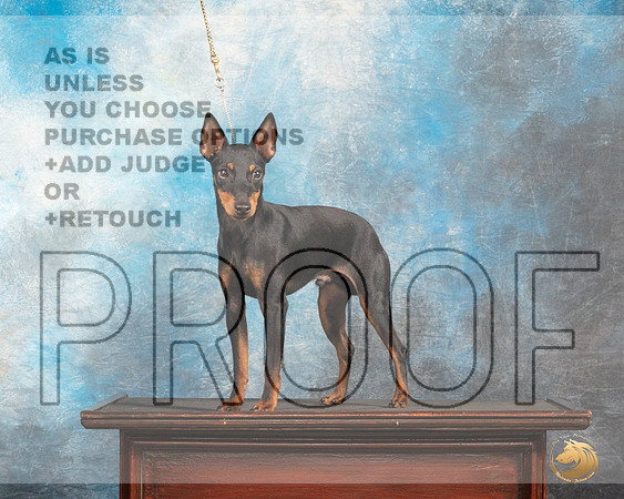 Toy Manchester Terrier #5 Thurs Custom_MJ_0054_SA_2022_HR3
