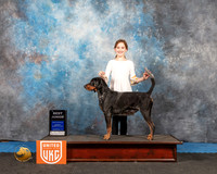 Blue Tick Coonhound #244 Sun BJr Judge David Arthur