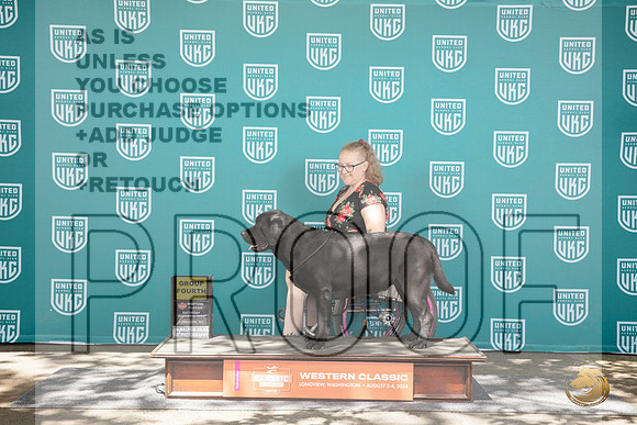 Labrador Retriever #275 Sun BOB G4 Judge Kevin Carroll__JP_1851_Longview WA_2024_HR3