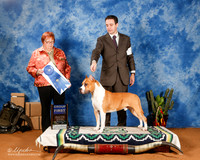 American Staffordshire Terrier #21 Sat G1