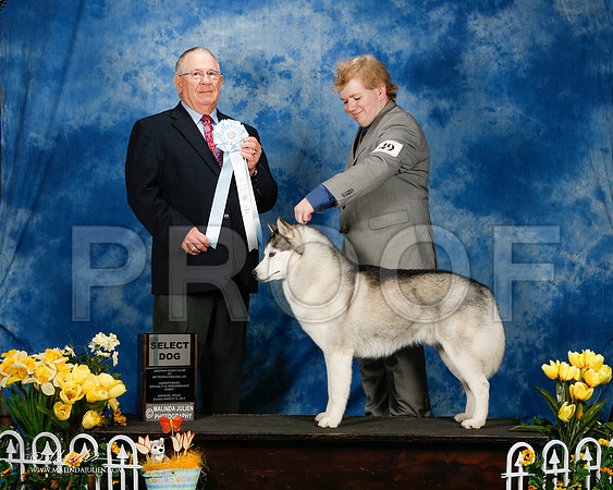 _ST_4184-2-AddisonHuskyMar2015-HR3
