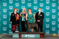 Chinese Shar Pei #296 Thur F