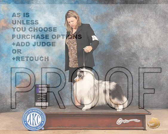 Shetland Sheepdog #9 Fri WD Judge Eric Liebes r-MMJ_2995-Addison2022-HR3