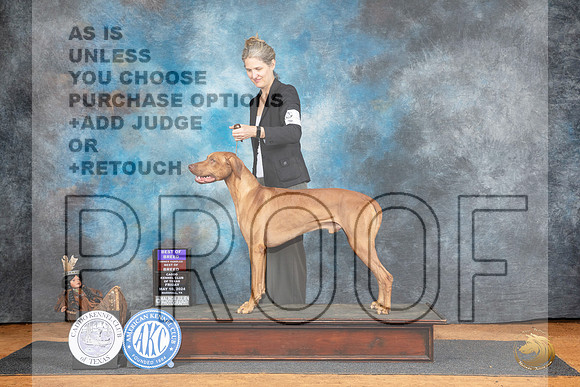 Rhodesian Ridgeback #5 Fri BOBOHBOB Judge Karen Hynek r__JP_7175_MARSHALL_2024_HR3