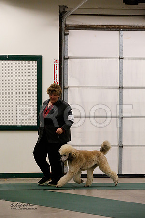 MultiPoodle-2565-NormNov13-HR