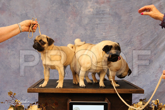CustomPug-8547LR