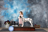 Dalmation #17 Sat WDBOWNCHM Judge Suilie Greendale-Paveza