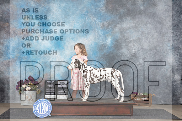 Dalmation #17 Sat WDBOWNCHM Judge Suilie Greendale-Paveza__JP_6928_Belton_2024_HR3