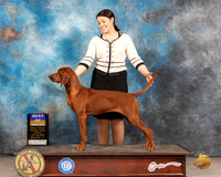 Redbone Coonhound #6 Fri BOB Judge Judy Brown