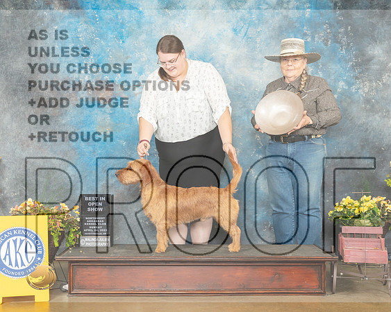 Basset Fauvre de Bretagne #5 Sun BIOS Judge Grace Fritz-MMJ_1646-NWARK2022-HR3
