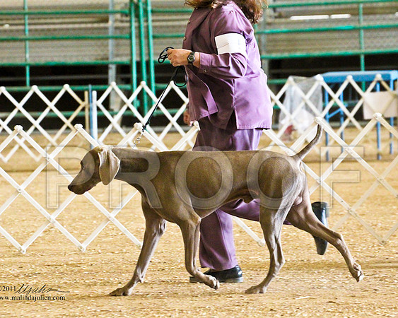 Weim-4158