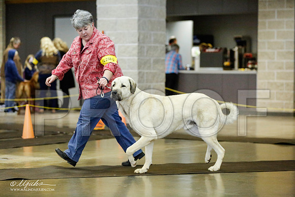 _RH_1508-BeltonJan2015IABCA-HR3