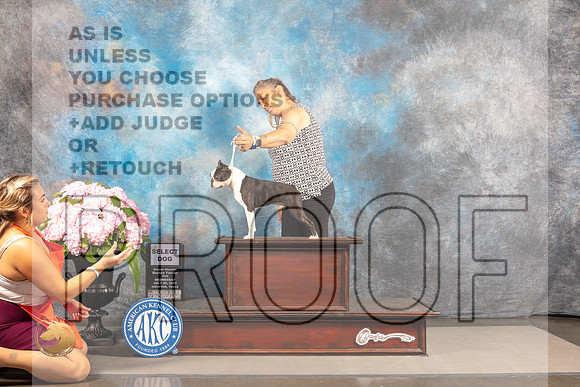 Boston Terrier #23 WED SD Judge Gloria Kerr *R*_MJ_6665_Houston_2022_HR3