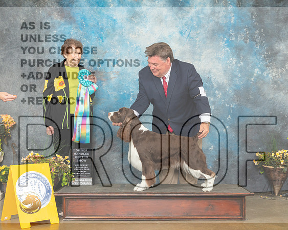 English Springer Spaniel #8 Sun OHBIS Judge Laurie Telfair-MMJ_1896-NWARK2022-HR3