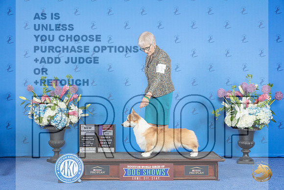 Pembroke Welsh Corgi #11 SUN WD BOS BOBOH NC Judge James Moses__JP_0518_Houston_2024_HR3