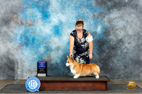 Pembroke Welsh Corgi #5 Mon WDBOW Judge June Penta