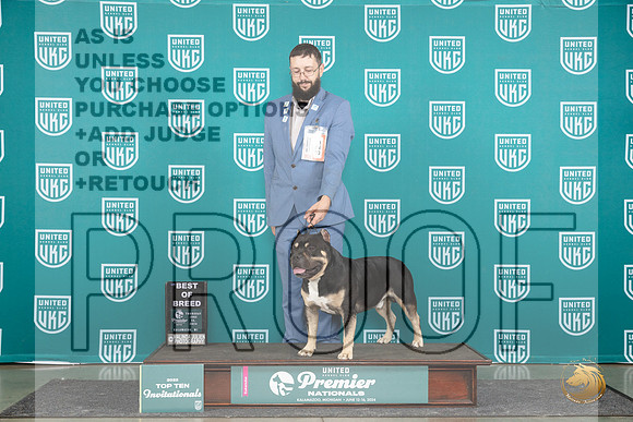 American Bully #825 Thur T10BOB SemiF Judge Sharon Griffin__JP_1128_Premier_2024_HR3