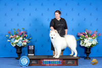 Samoyed #25 WED BISS Judge Annella Cooper r