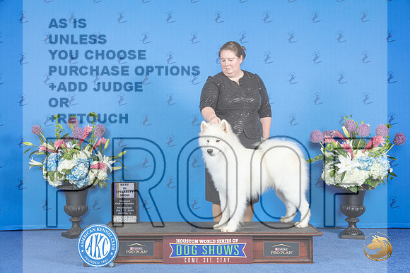 Samoyed #25 WED BISS Judge Annella Cooper r__JP_9151_Houston_2024_HR3
