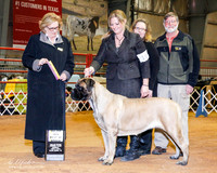 Mastiff #10 Sun BOB