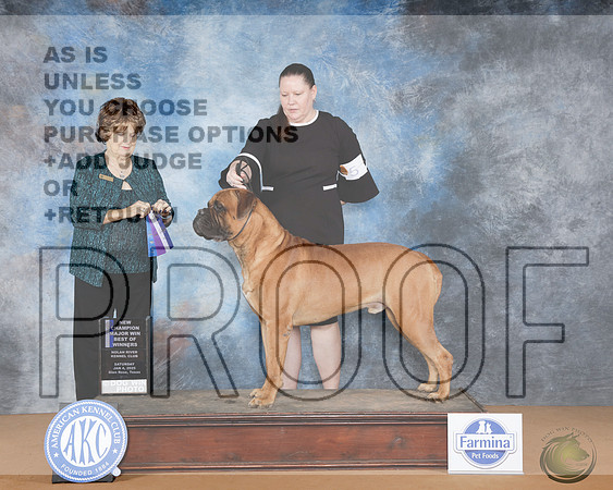 Bullmastiff #5 Sat WD BOW M NCH Judge Nancy SimmonsBullmastiff #5 Sat WD BOW M NCH Judge Nancy Simmons_WP_9618e-2-NRKC2025-HR3