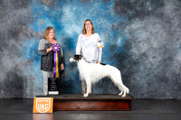 Silken Windhound #158 Fri RBIS Judge Tracey Kallas