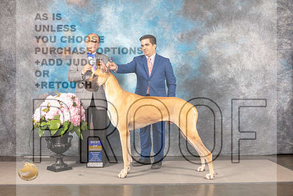 Great Dane #19 SAT BOB SAT Judge Luis Sosa_MJ_7427_Houston_2022_HR3