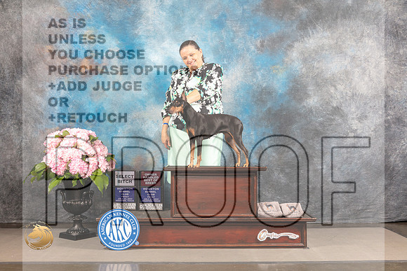 Manchester Terrier #32 FRI OHBOB Judge Jeffery Bazell_MJ_5199_Houston_2022_HR3