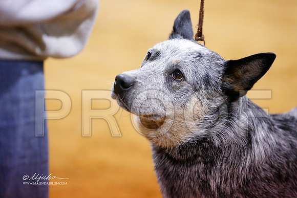 ACD-9105-MrshlDec13-HR