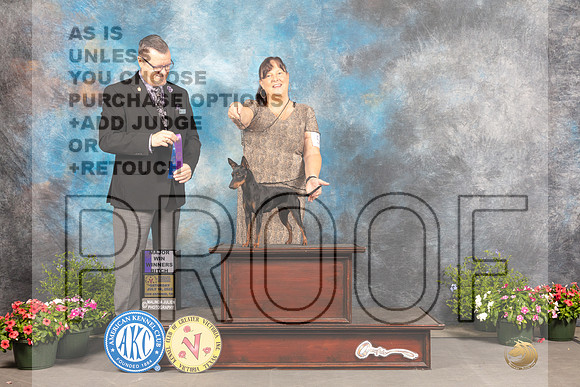 Toy Manchester Terrier #8 Sat WBM Judge Darryl Vice-_MJ_0013e-SA2022_HR3