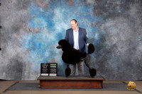 Poodle Standard #222 Sat BOB G3 NCh Judge Matthew Proctor