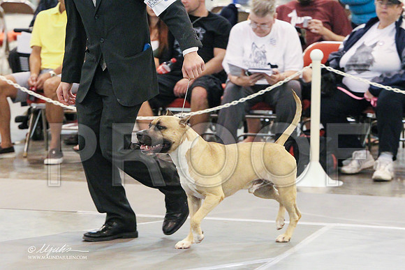 AmStaff-0615 PROOF