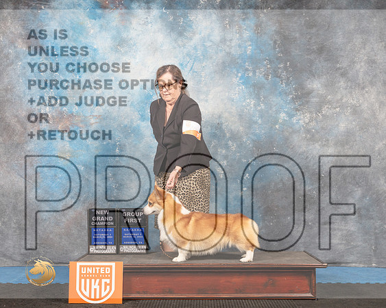 Pembroke Welsh Corgi #? Sat1 G1 Judge Pam Moore_MMJ_6323_Addison2022_HR3