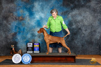 Vizsla #5 Fri BOBBOWWDCH Judge Suzae Dillin