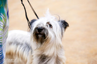 Skye Terrier Sun Ring