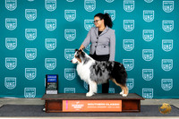 Australian Shepherd #196 Sun G1 Judge Sarah Anderson