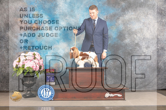 Cavalier King Charles Spaniel #20 FRI WB BOS NCH Major Judge Ken Murray_MJ_5875_Houston_2022_HR3