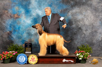 Afghan Hound #14 WBCh Judge Debra Thornton