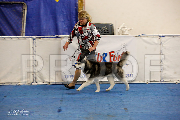 _M3_0026-AddisonHuskyMar2015-HR3
