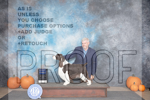 English Springer Spaniel #7 Sat G1 Judge Ann Roth__JP_8828_Humble_2024_HR3