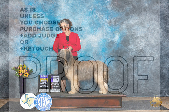 Briard #6 Sun WBBOBOHBOB Judge Edy Dykstra-Blum__JP_0022_Abilene_2024_HR3