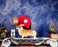 Pembroke Welsh Corgi #25 Sat Major Win Winners Dog Cox Debbie and Jimmy Jr Judge L Clark +J +A1