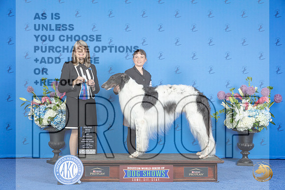 Borzoi #5 SUN BOW M Judge Angela Pickett__JP_0232_Houston_2024_HR3